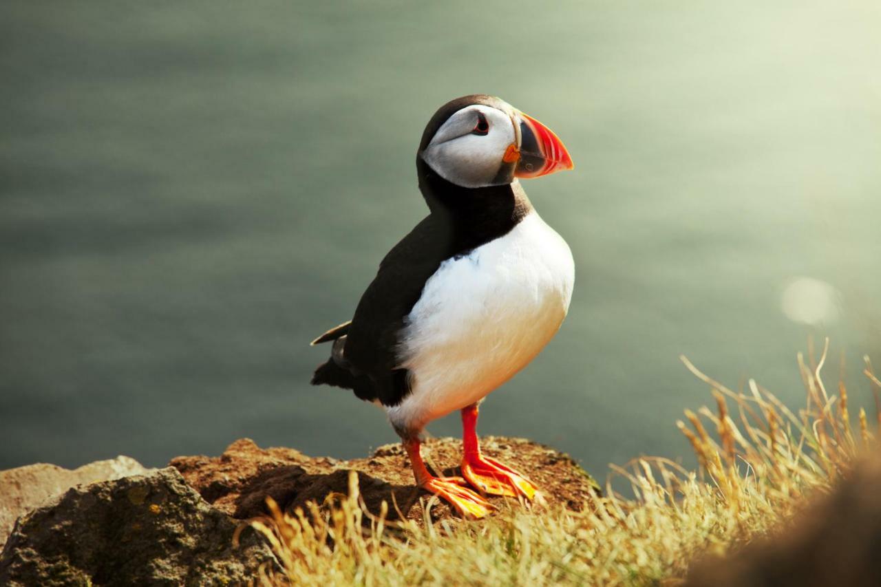 The Puffin Балтимор Экстерьер фото
